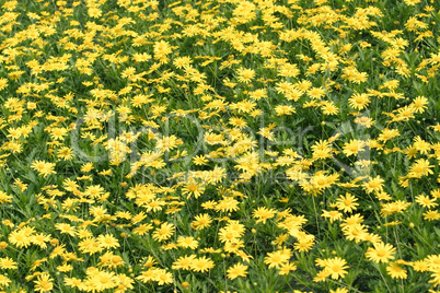 Chrysanthemum