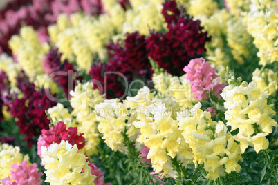 Antirrhinum