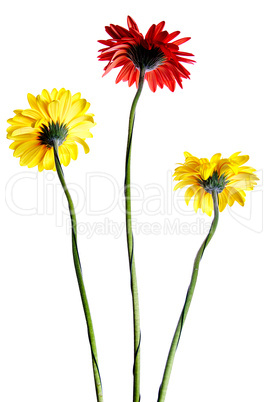 Three gerbera isolated over white