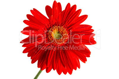 Red gerbera flower