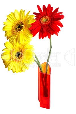 Three gerbera in the vase