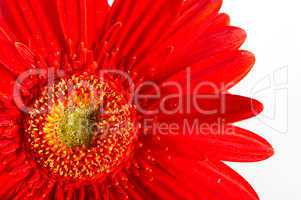 Red beautiful gerbera flower