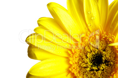 Yellow beautiful gerbera flower