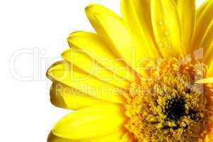 Yellow beautiful gerbera flower