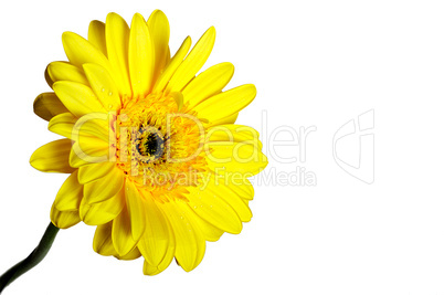 Yellow beautiful gerbera flower