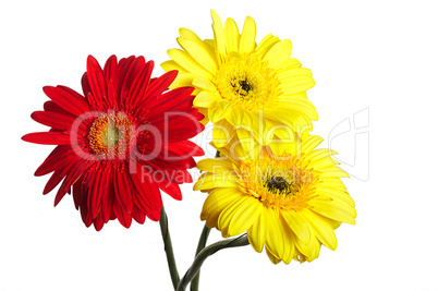 Three big gerbera isolated