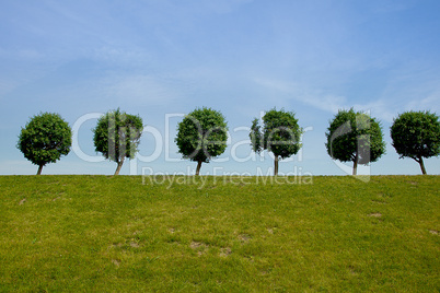 Landscape with trees and sky