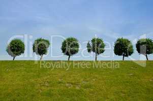 Landscape with trees and sky