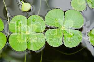 Water clover