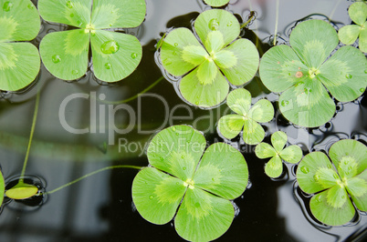 Water clover