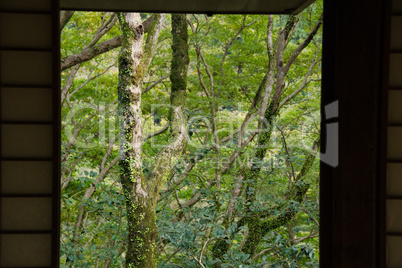 Japanese forest seen out of a window