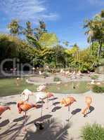 Flamingo area in San Diego zoo.