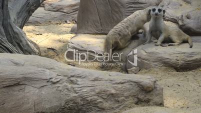meerkat in zoo
