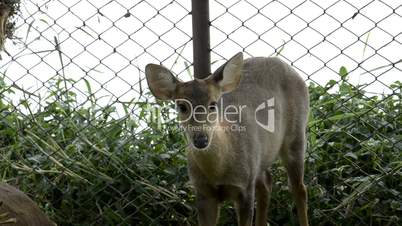 deer in zoo