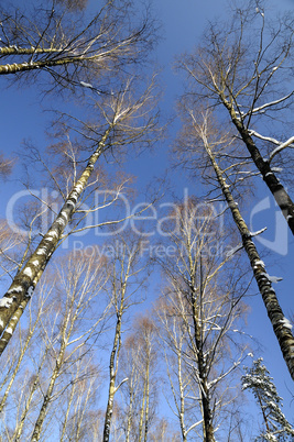 Birch forest in winter