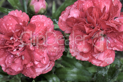 Beautiful carnation flowers