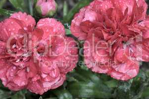 Beautiful carnation flowers