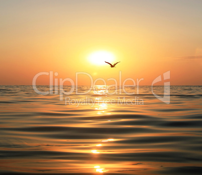 Sea, sunset and seagull