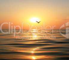 Sea, sunset and seagull
