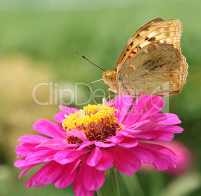 Flower and butterfly