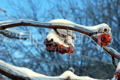 sun sparkled the tree branch in ice