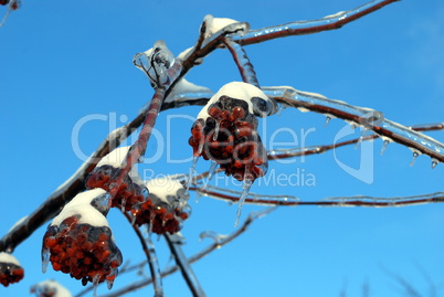 sun sparkled the tree branch in ice