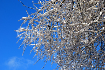 sun sparkled the tree branch in ice on a blue sky background