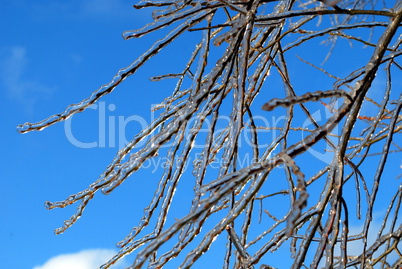 sun sparkled the tree branch in ice on a blue sky background