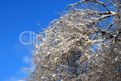 sun sparkled the tree branch in ice on a blue sky background