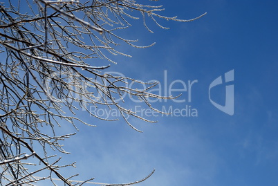 sun sparkled the tree branch in ice on a blue sky background