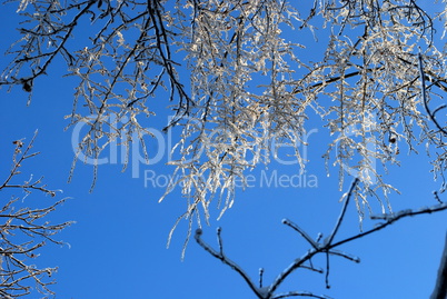 sun sparkled the tree branch in ice on a blue sky background