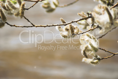 poplar down on water background at the summer, cottonwood fluff
