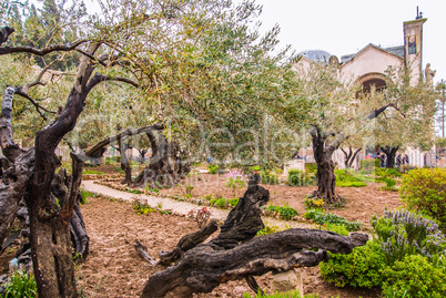 Jerusalem-Garden of Gethsemane
