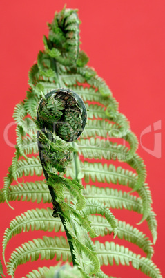 Fern leaves