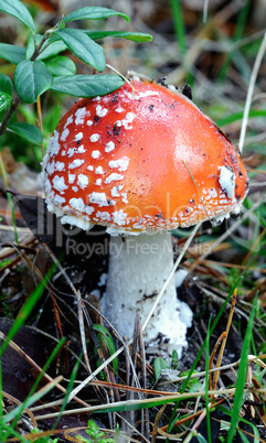 Fly agaric