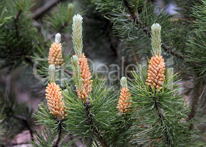 Blooming pine cone