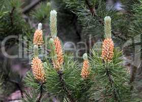 Blooming pine cone