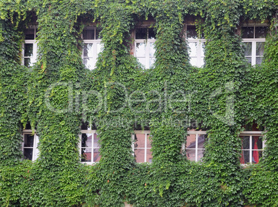 House wall twined wild grapes