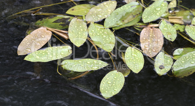 Leaf in river stream