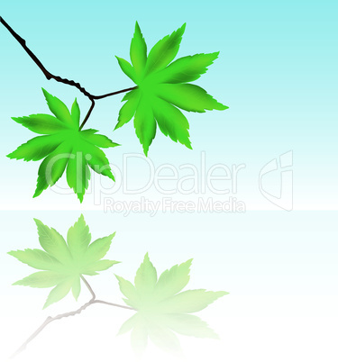 vector branch with maple leaves
