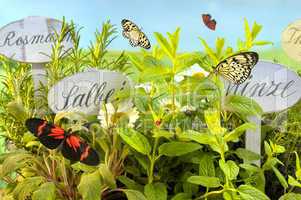 Kräutergarten mit Schmetterlingen