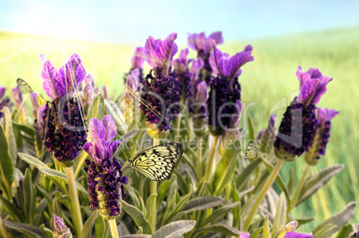 Mediterraner Sommer