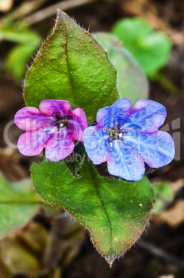 Lungenkraut,Pulmonaria officinalis Lungenkraut,Pulmonaria officinalis