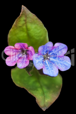 Lungenkraut, Pulmonaria officinalis Lungenkraut, Pulmonaria officinalis