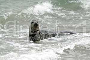 Kegelrobbe am Strand der Helgoländer Düne