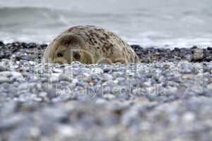 Kegelrobbe am Strand der Helgoländer Düne