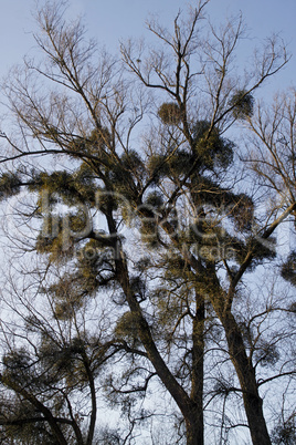 Baum mit Misteln