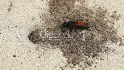 wasp digging sand