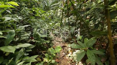 walking in jungle