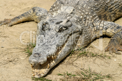 Crocodile